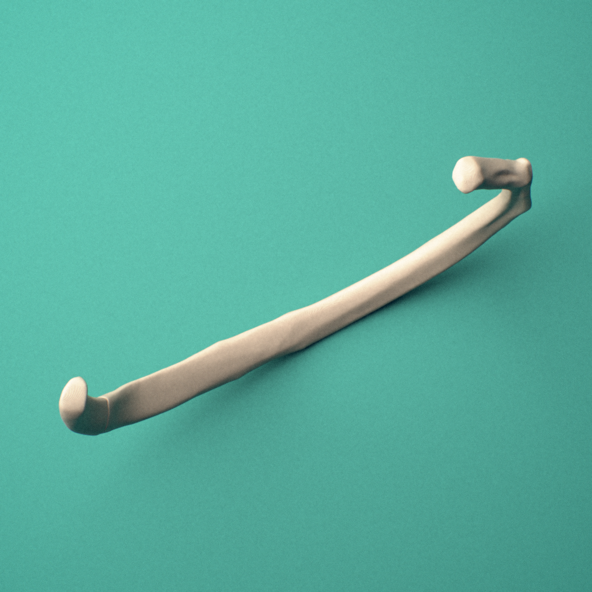 3D-printed Right fourth rib (true rib), oblique close-up view showing the tubercle.