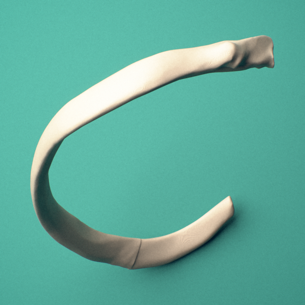 3D-printed Left fifth rib (true rib), close-up view showing the sternal end of the rib.