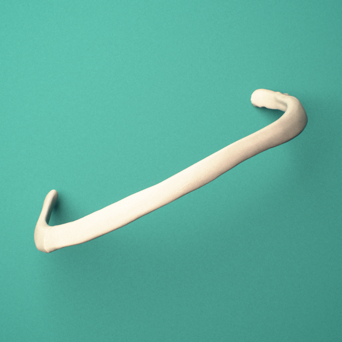 3D-printed Left fifth rib (true rib), oblique close-up view showing the tubercle.