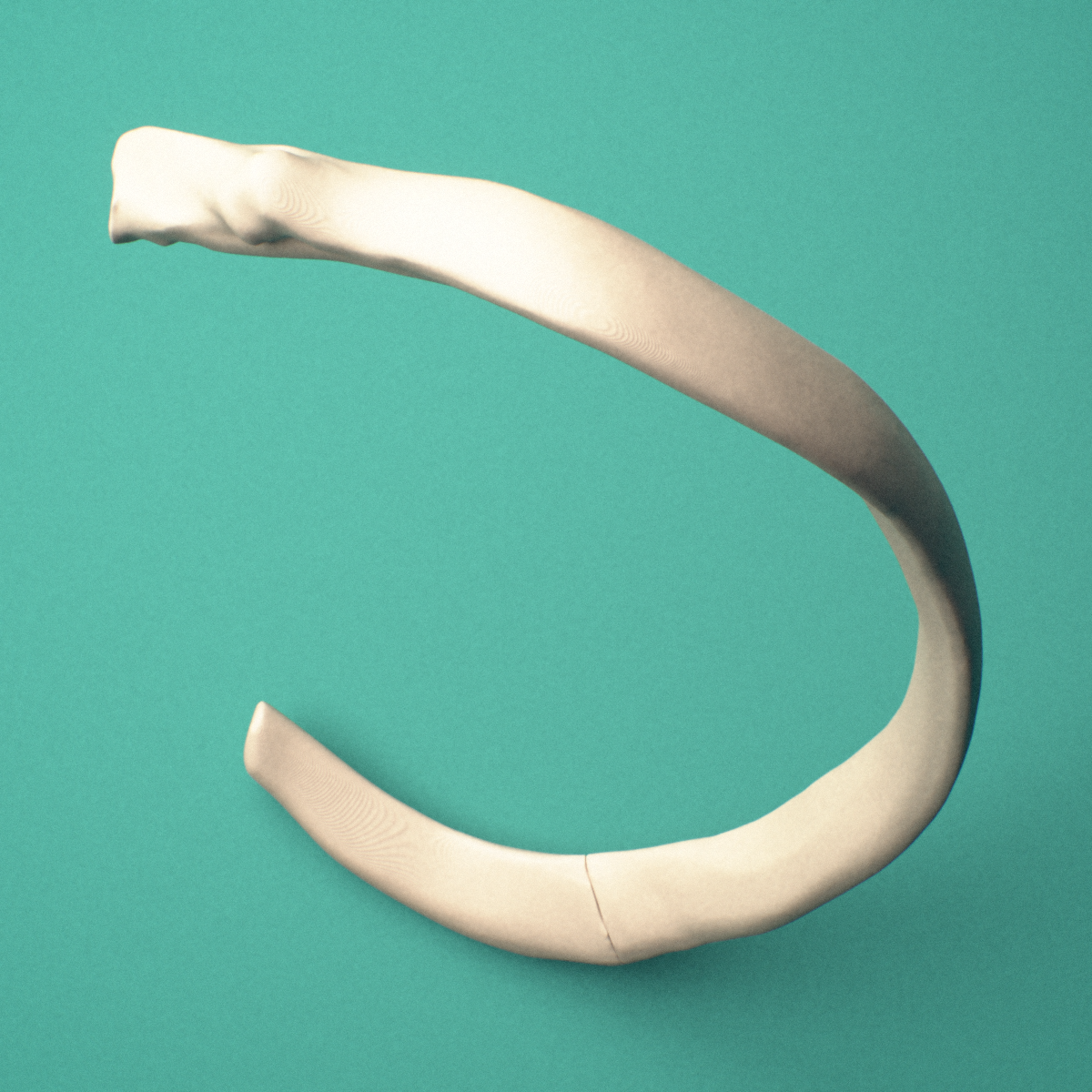 3D-printed Right fifth rib (true rib), close-up view showing the sternal end of the rib.