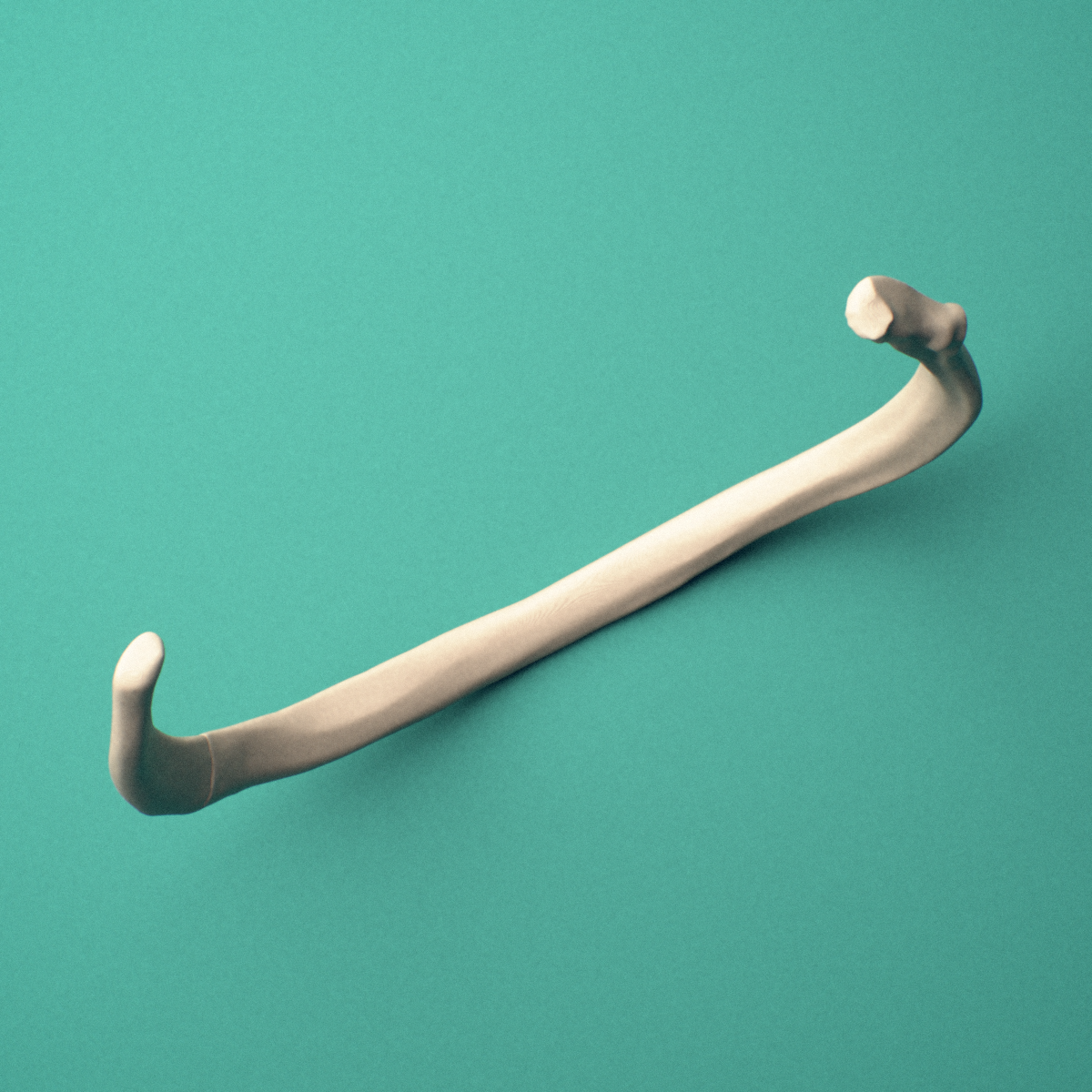 3D-printed Right fifth rib (true rib), oblique close-up view showing the tubercle.