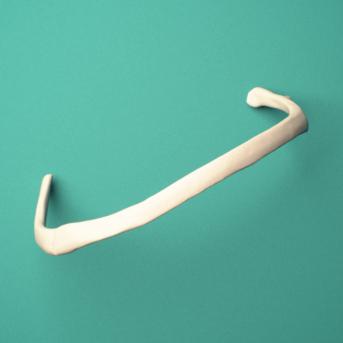 3D-printed Left sixth rib (true rib), oblique close-up view showing the tubercle.