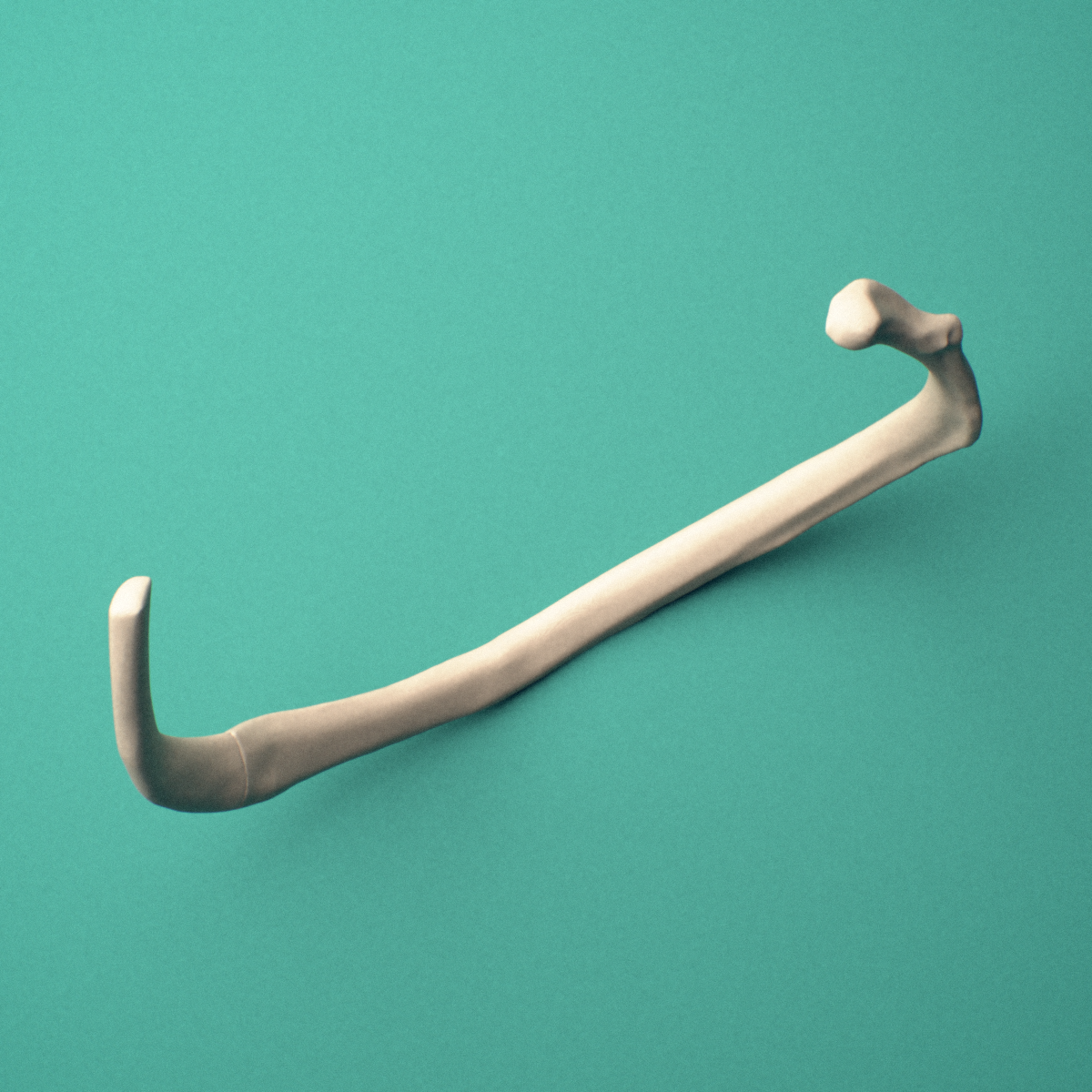 3D-printed Right sixth rib (true rib), oblique close-up view showing the tubercle.