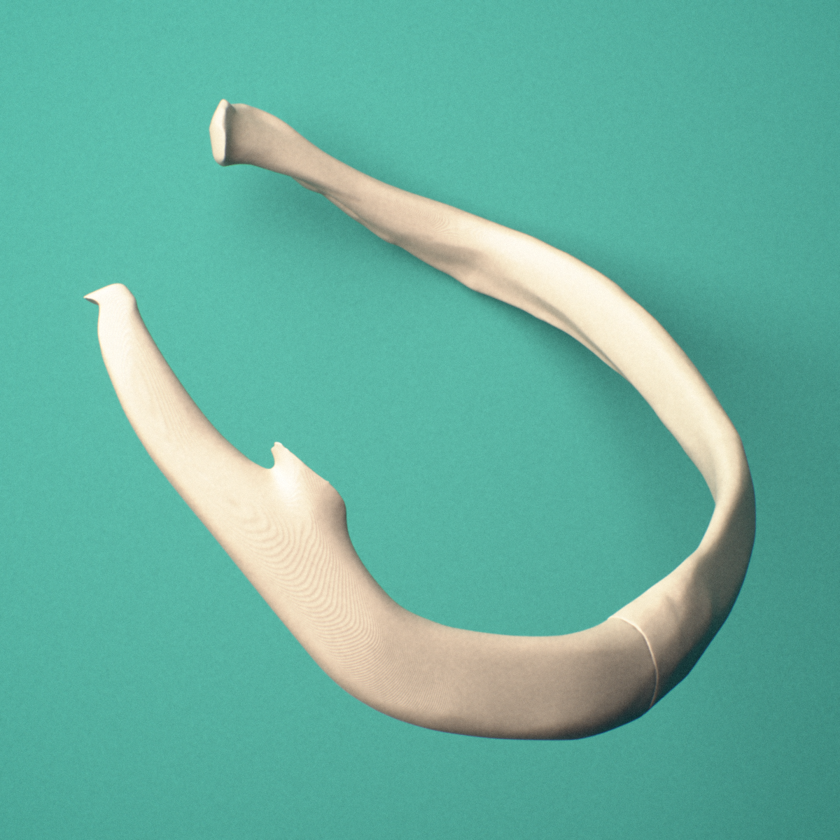 3D-printed Left seventh rib (true rib), close-up view showing the head of the rib.