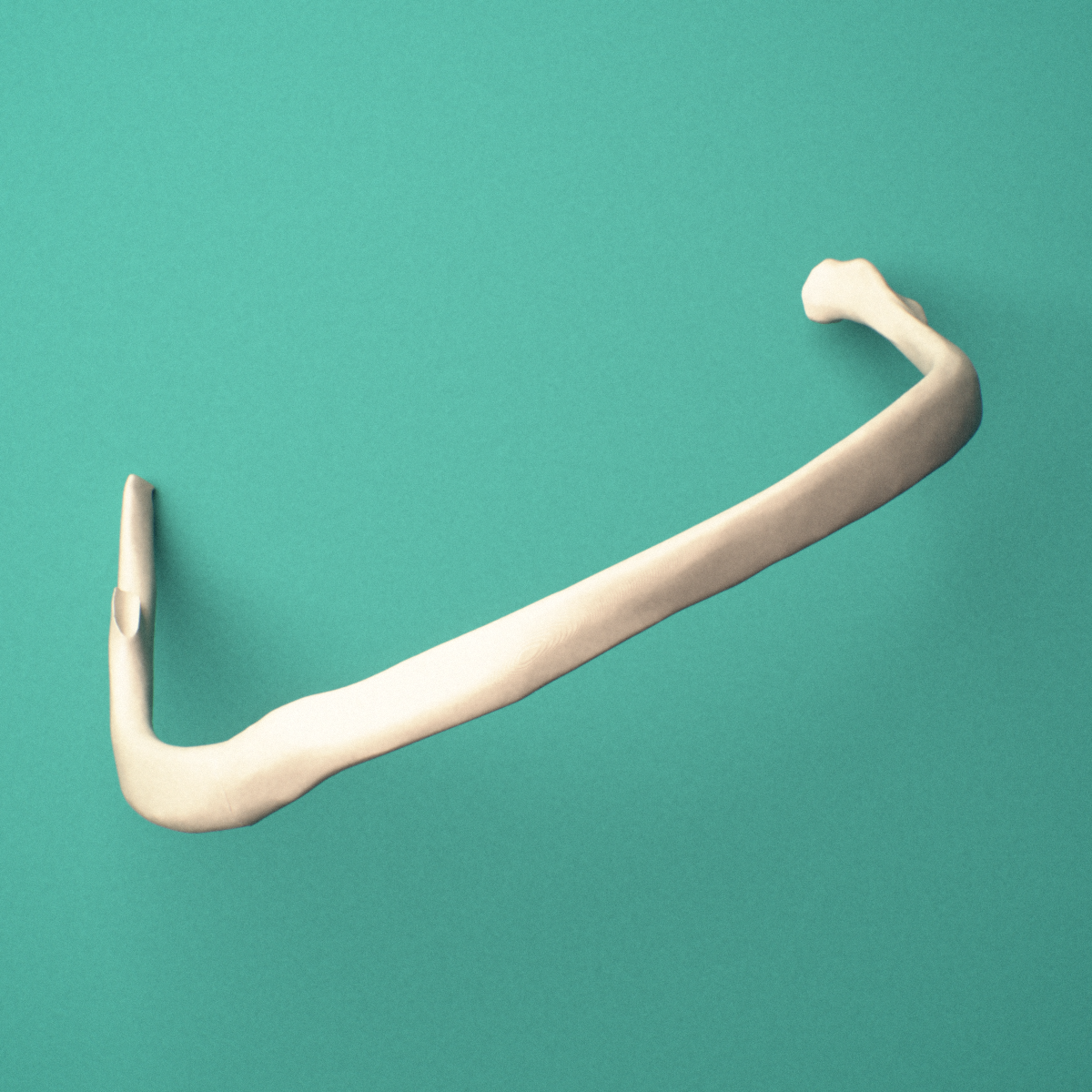 3D-printed Left seventh rib (true rib), oblique close-up view showing the tubercle.