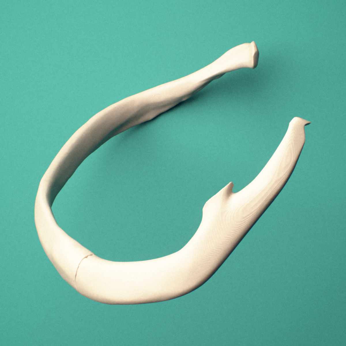 3D-printed Right seventh rib (true rib), close-up view showing the head of the rib.