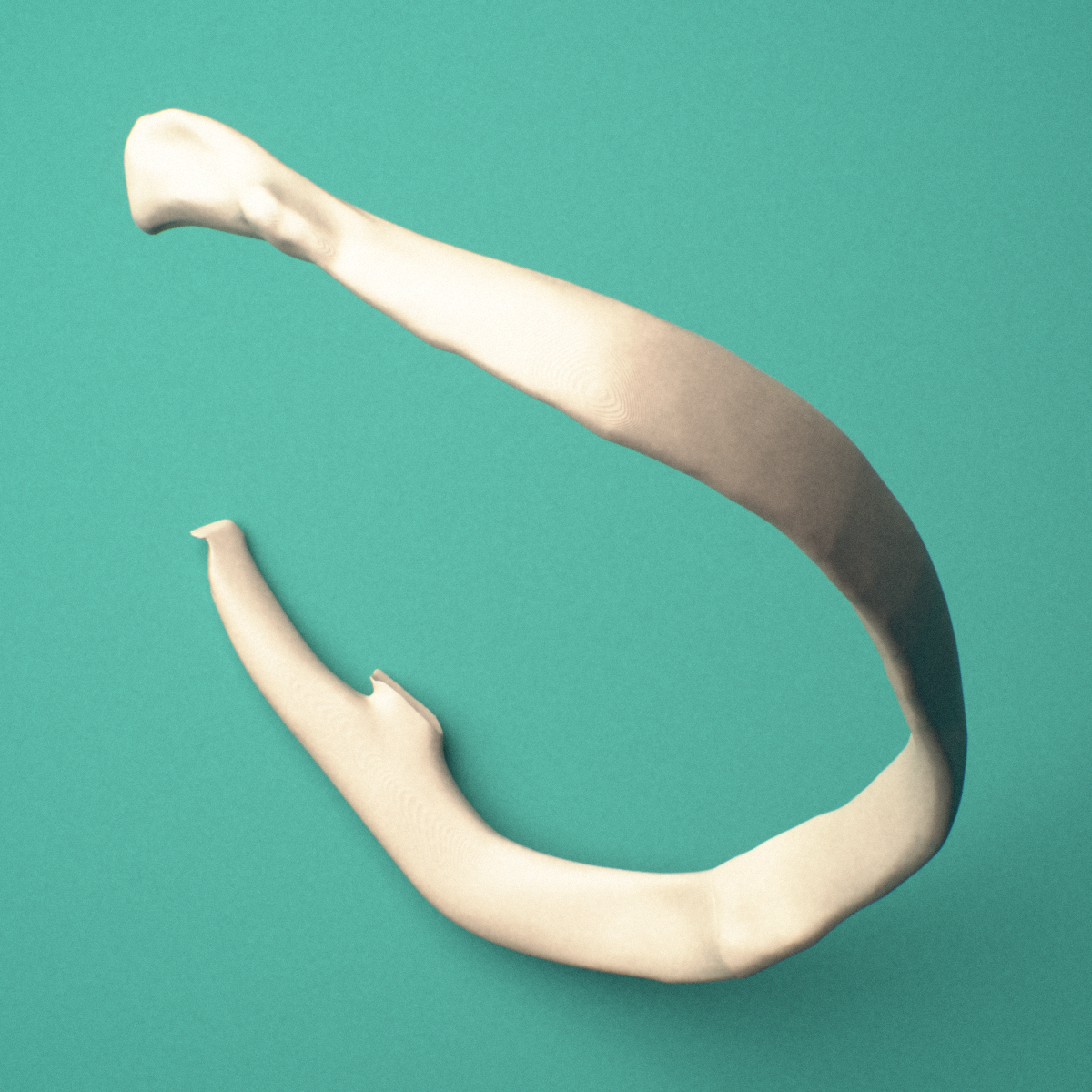 3D-printed Right seventh rib (true rib), close-up view showing the sternal end of the rib.