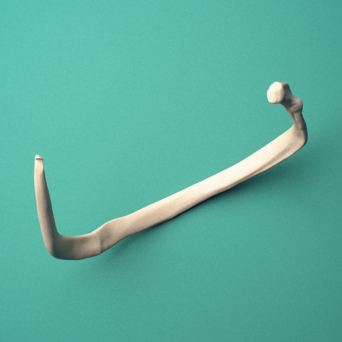 3D-printed Right seventh rib (true rib), oblique close-up view showing the tubercle.