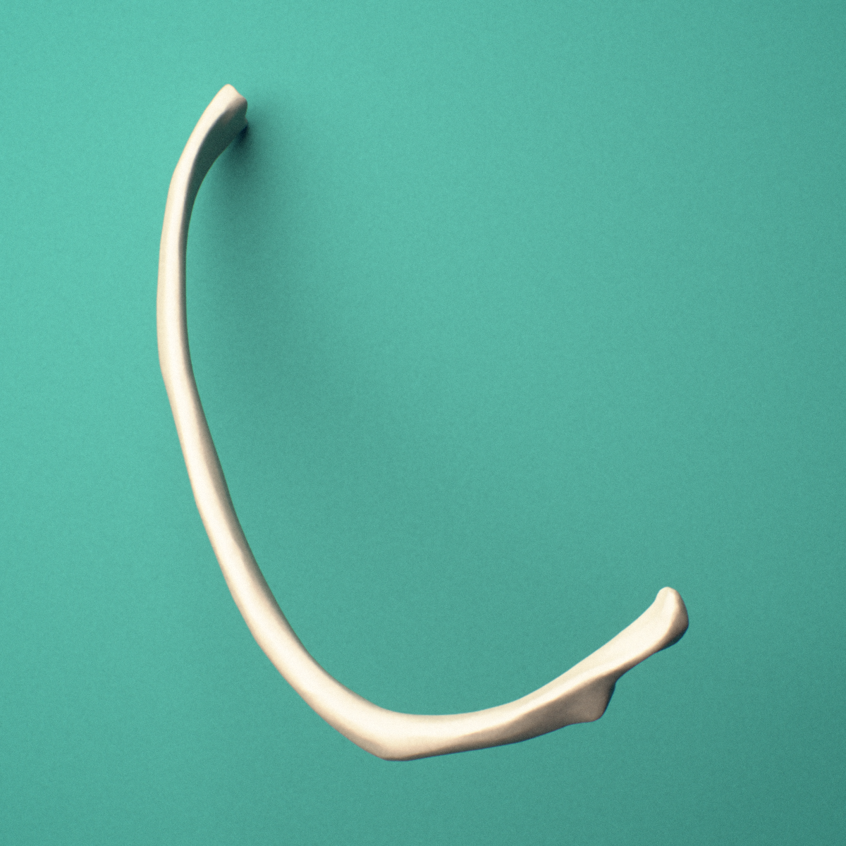 3D-printed Left eighth rib (false rib), oblique view showing the overall curvature of the rib.