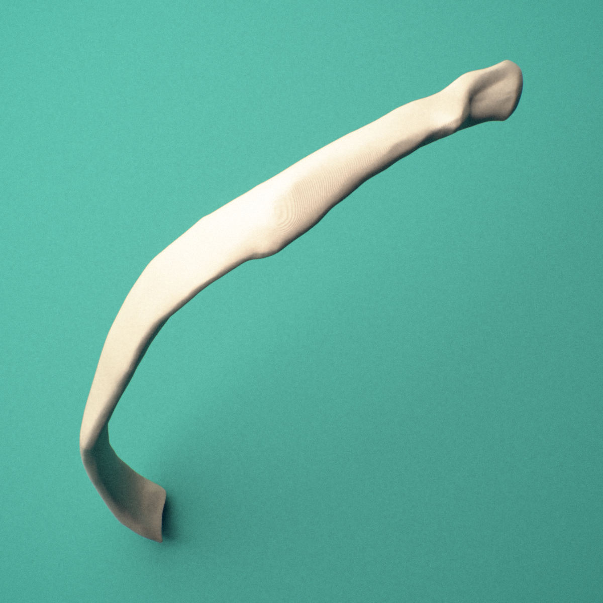 3D-printed Left eighth rib (false rib), close-up view showing the sternal end of the rib.