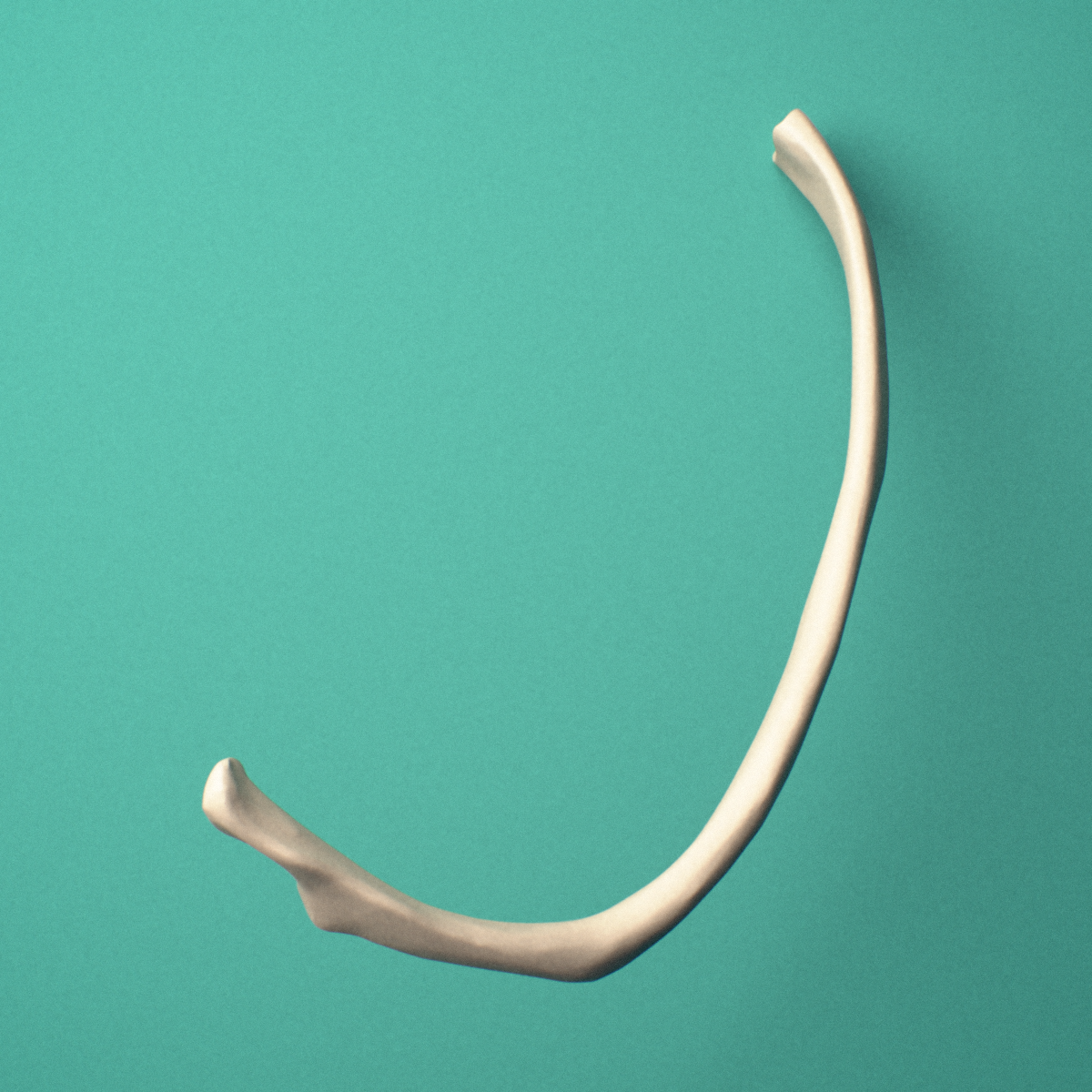 3D-printed Right eighth rib (false rib), oblique view showing the overall curvature of the rib.