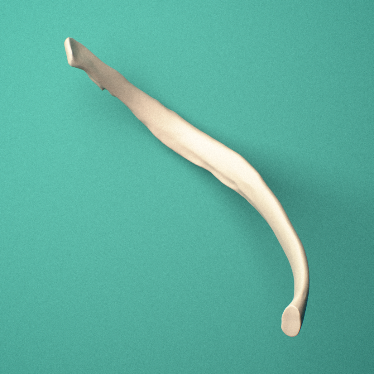 3D-printed Left ninth rib (false rib), close-up view showing the head of the rib.