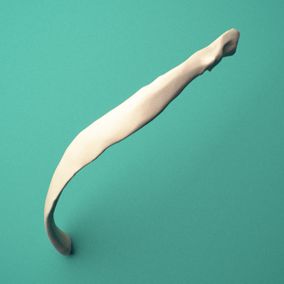 3D-printed Left ninth rib (false rib), close-up view showing the sternal end of the rib.