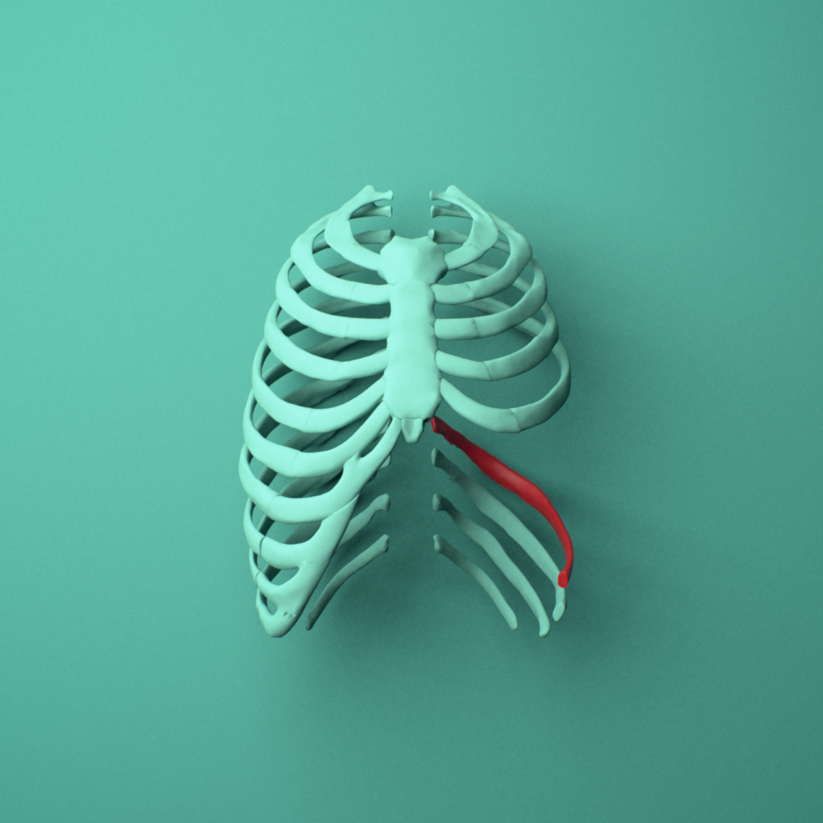 3D model of the Left ninth rib (false rib) shown in position within a full rib cage model, anterior view.