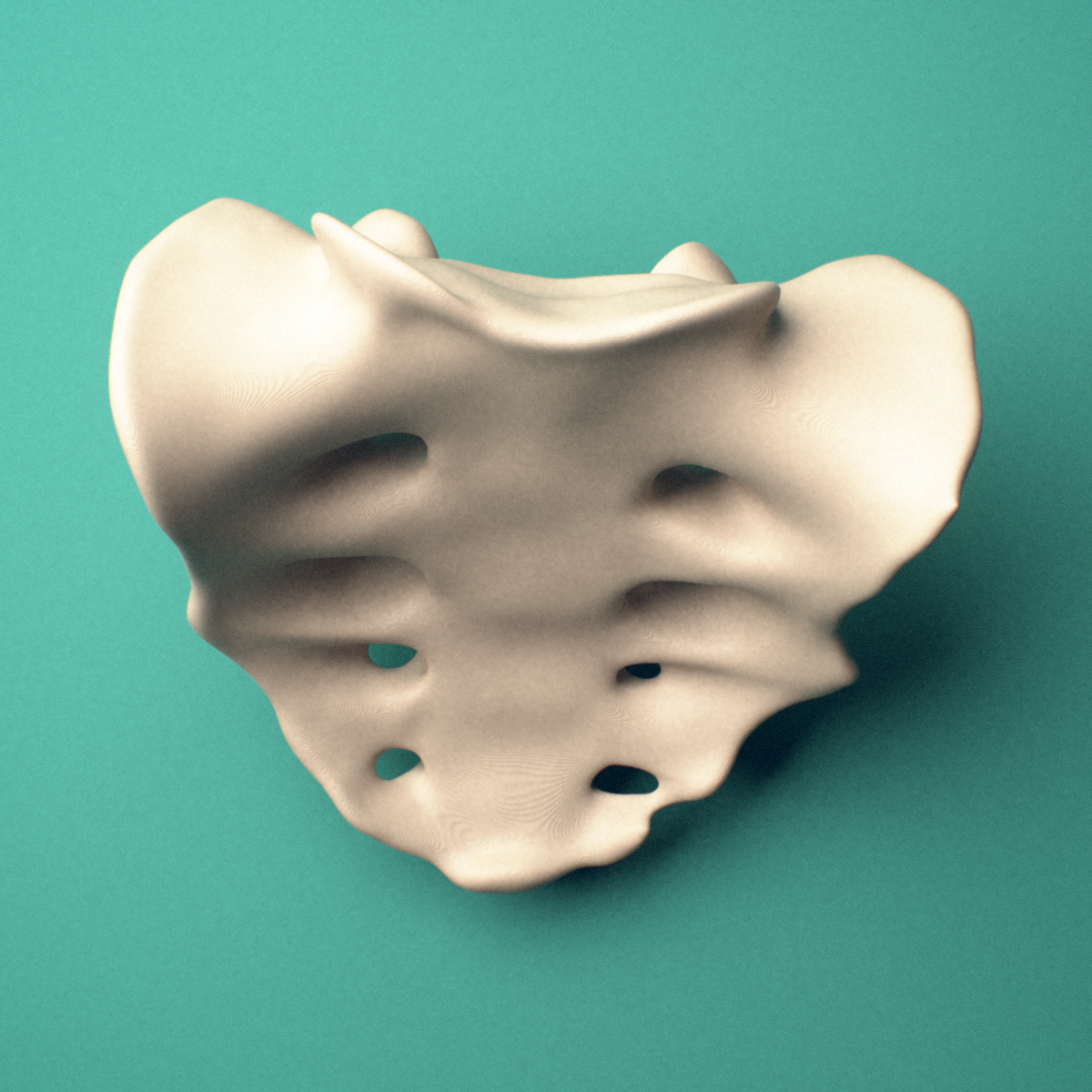 3D-printed Sacrum, female pelvis, anterior oblique view showing the sacral promontory and ala.