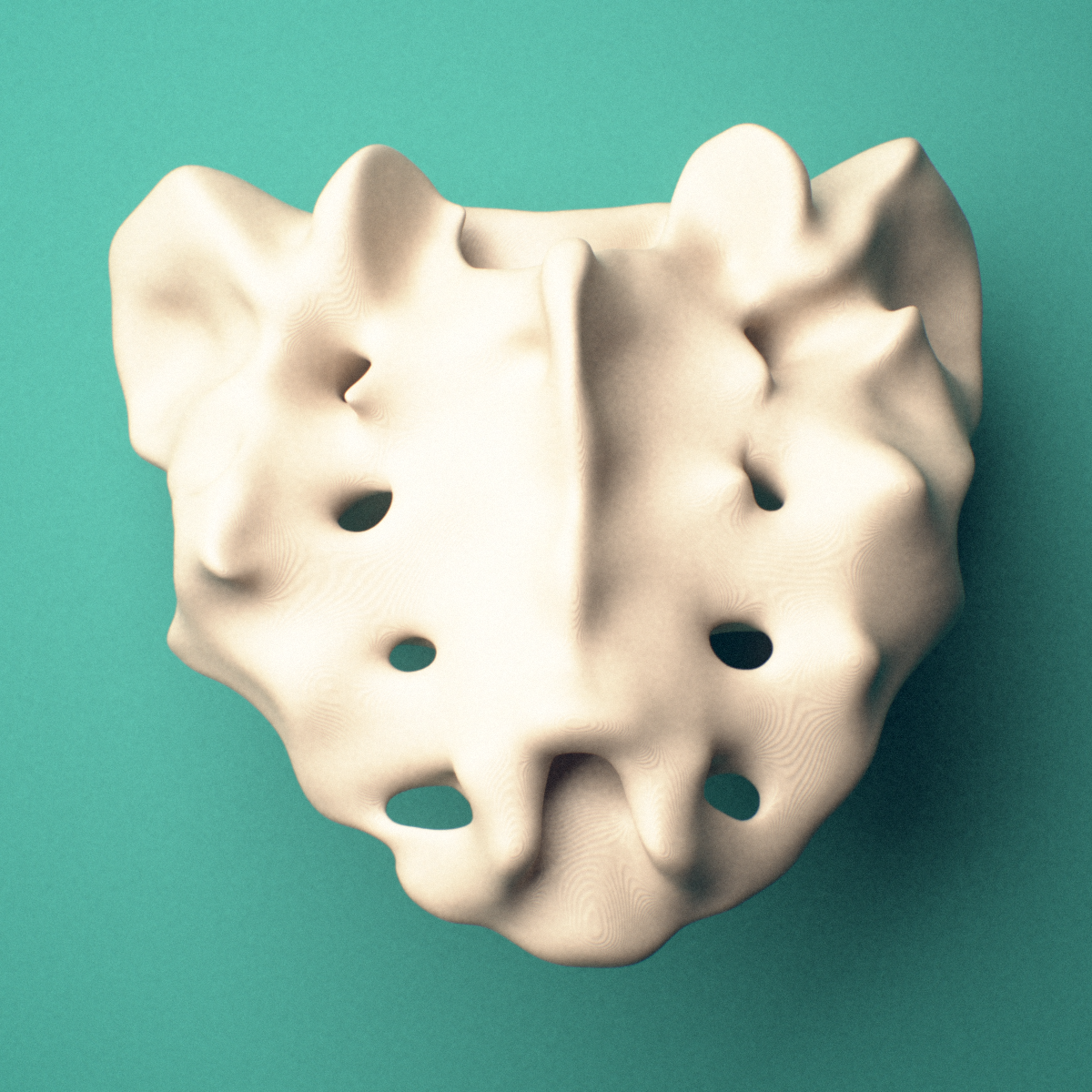 3D-printed Sacrum, female pelvis, anterior view showing the anterior sacral foramina.