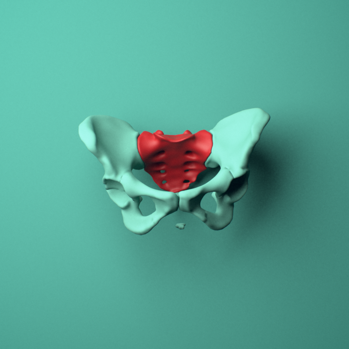 3D model of the Sacrum, female pelvis shown in position within a full pelvis model, anterior view.
