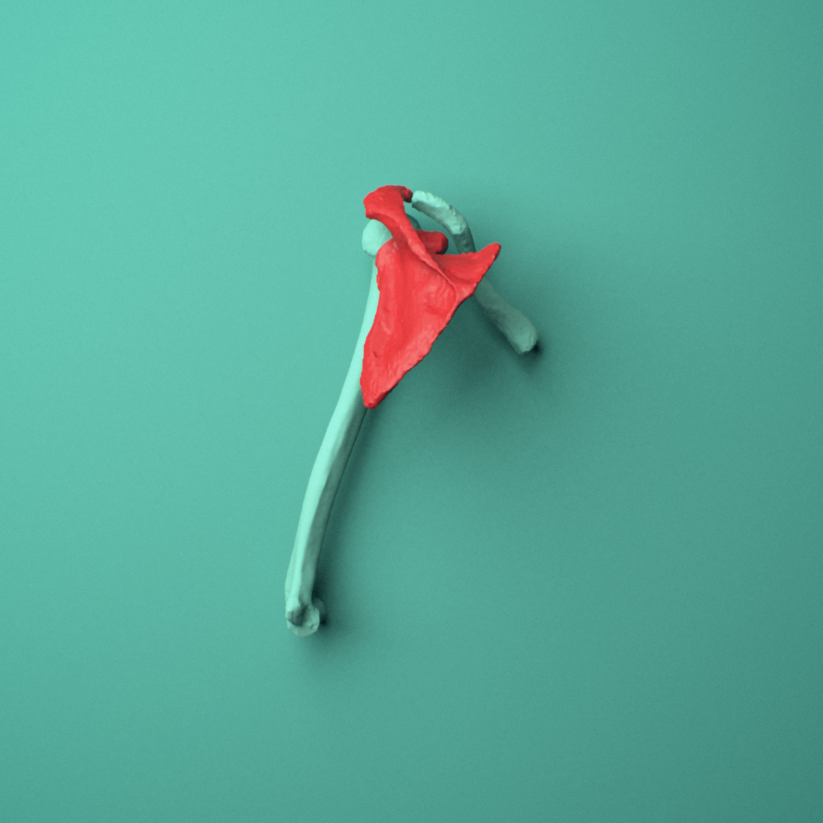3D model of the Left scapula (shoulder blade) shown in position within a full shoulder and upper arm model, posterior view.