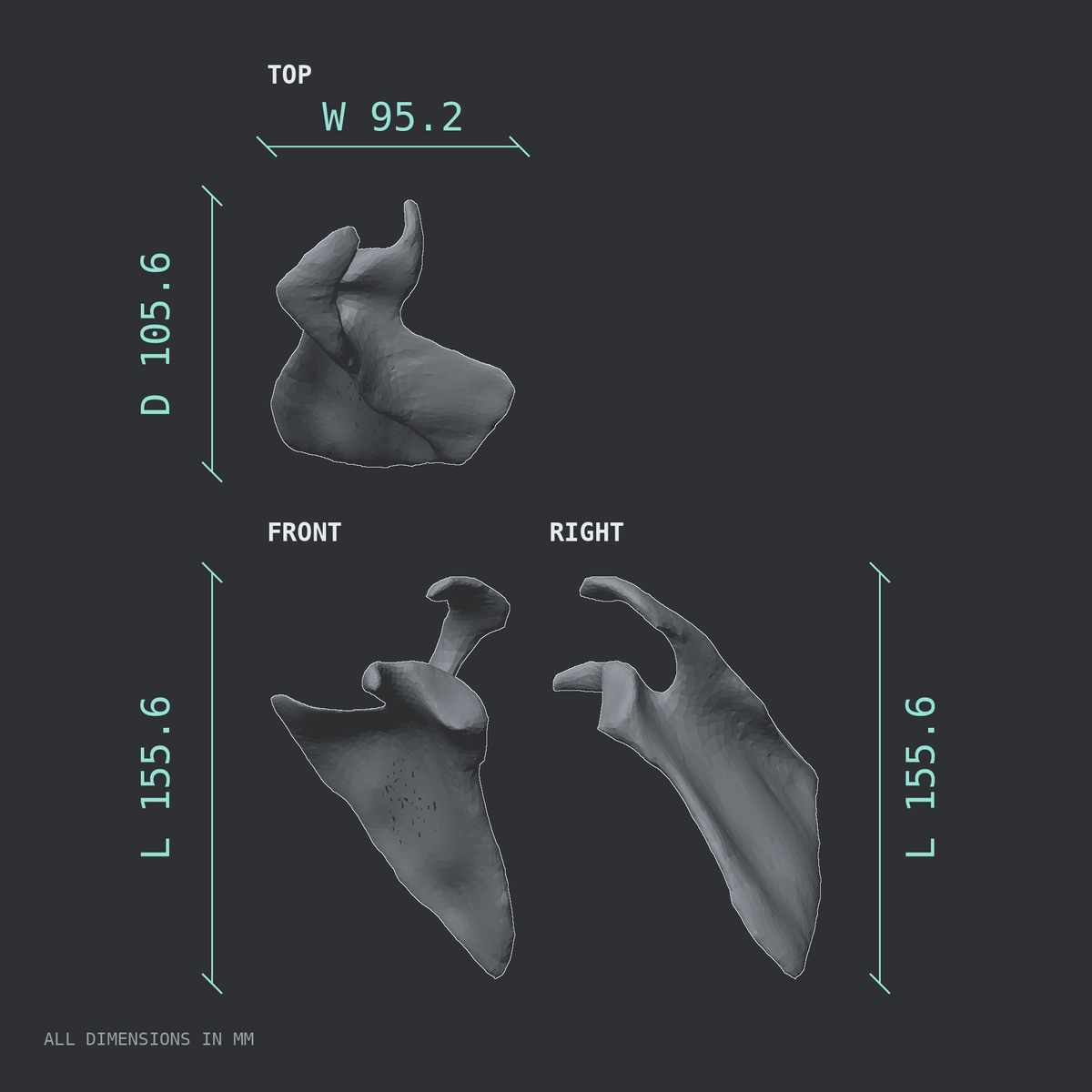 3D rendered dimensional drawing of the Left scapula (shoulder blade), top, front, and side views.