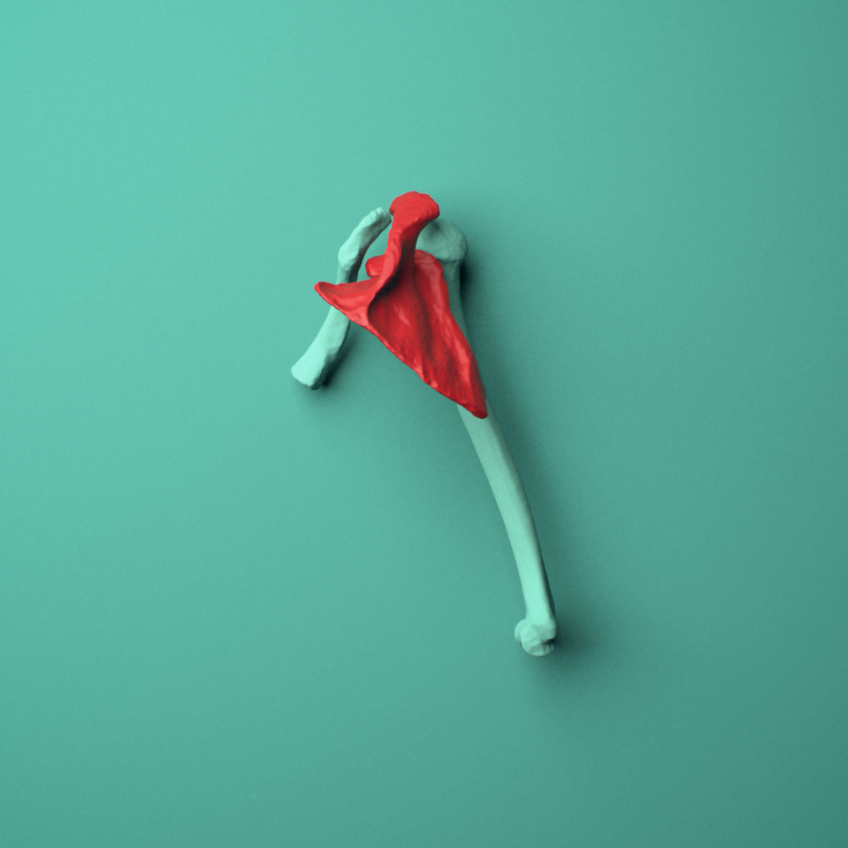 3D model of the Right scapula (shoulder blade) shown in position within a full shoulder and upper arm model, posterior view.