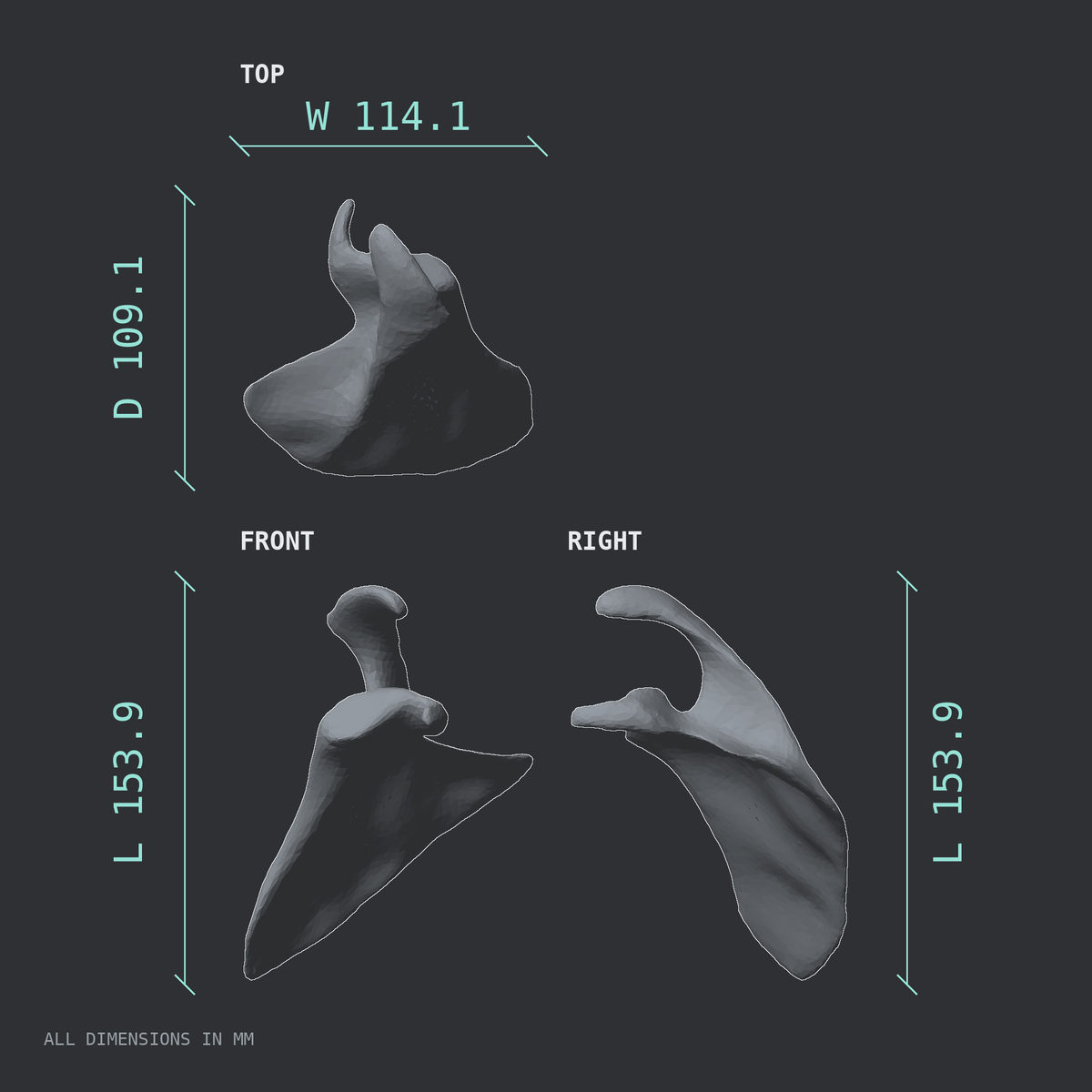 3D rendered dimensional drawing of the Right scapula (shoulder blade), top, front, and side views.