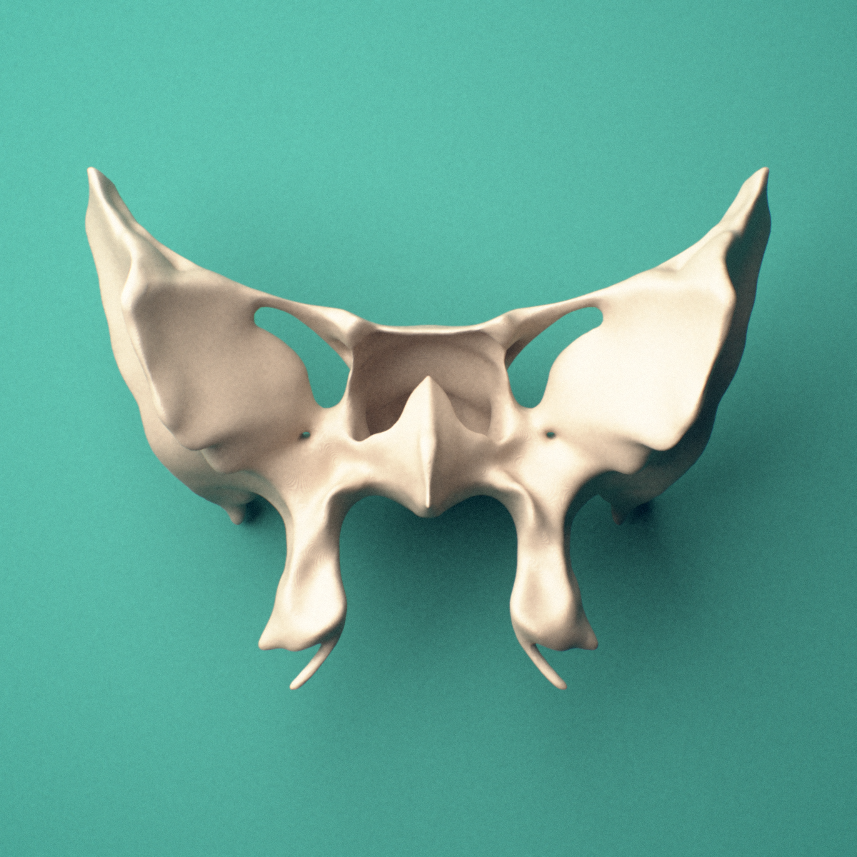 3D-printed Sphenoid bone, posterior oblique view showing the greater wing.