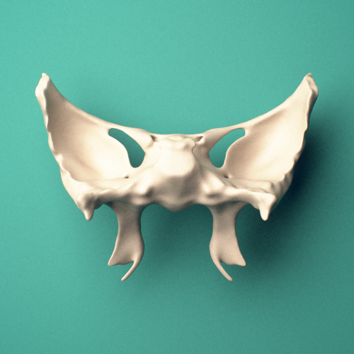 3D-printed Sphenoid bone, superior view showing the lesser wing.