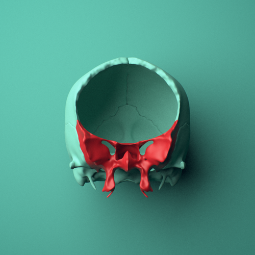 3D model of the Sphenoid bone shown in position within a full skull model, anterior view.