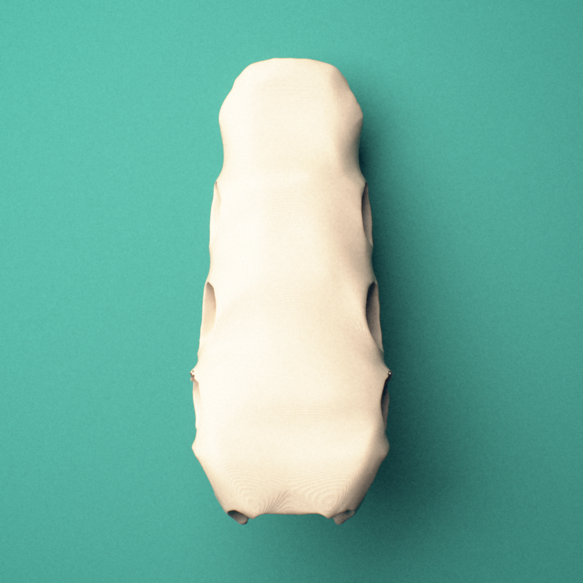 3D-printed Sternum body, superior view showing the costal notches for the 2nd through 7th ribs.