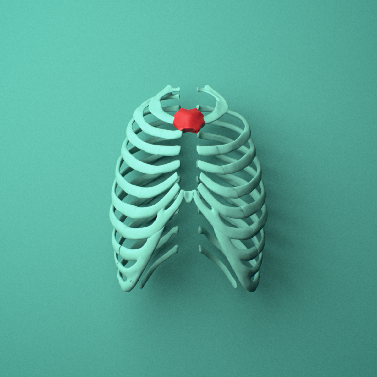 3D model of the Sternum manubrium shown in position within a full rib cage model, anterior view.