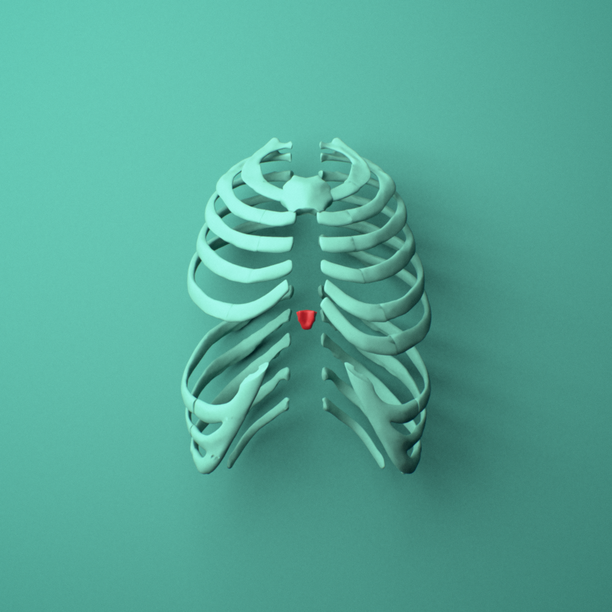 3D model of the Sternum xiphoid process shown in position within a full rib cage model, anterior view.
