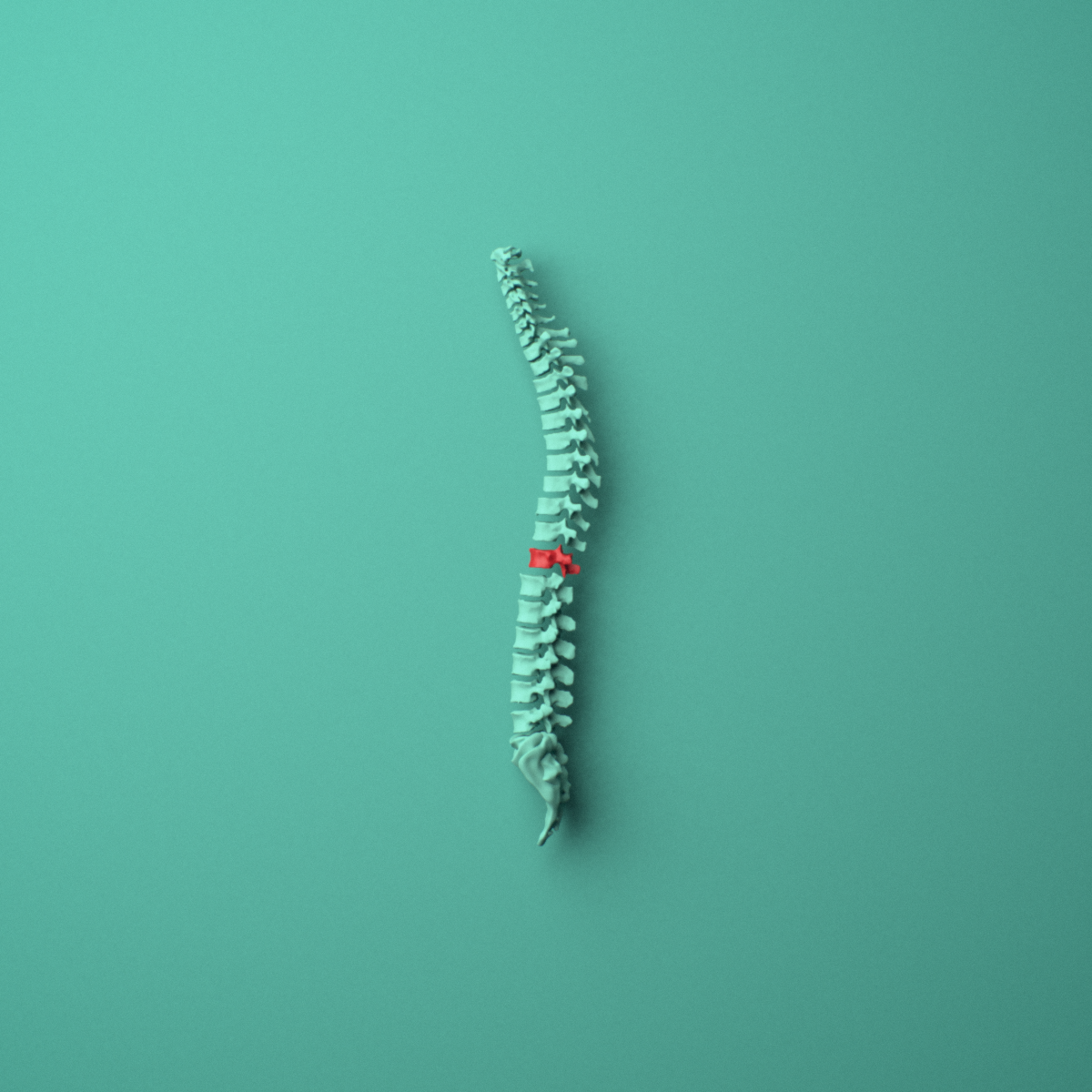 3D model of the T11 thoracic vertebra shown in position within a full thoracic spine model, left lateral view.