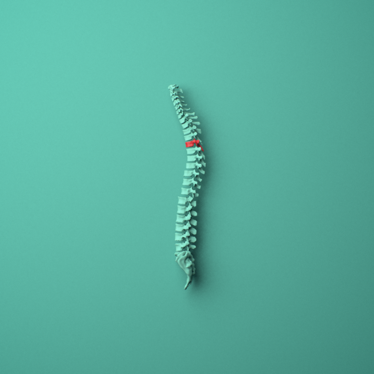 3D model of the T5 thoracic vertebra shown in position within a full thoracic spine model, left lateral view.