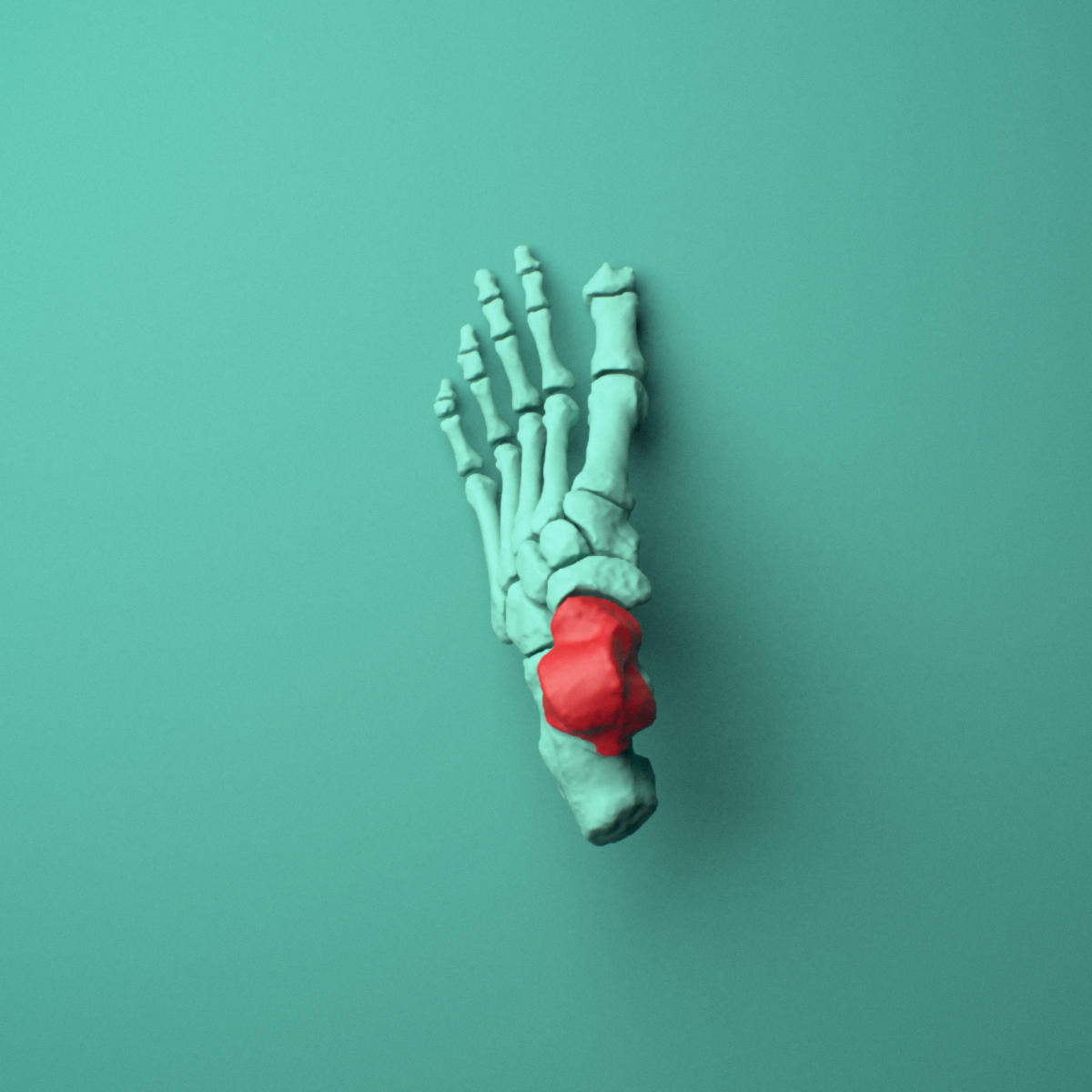 3D model of the Left talus (ankle bone) shown in position within a full foot and ankle model, superior view.