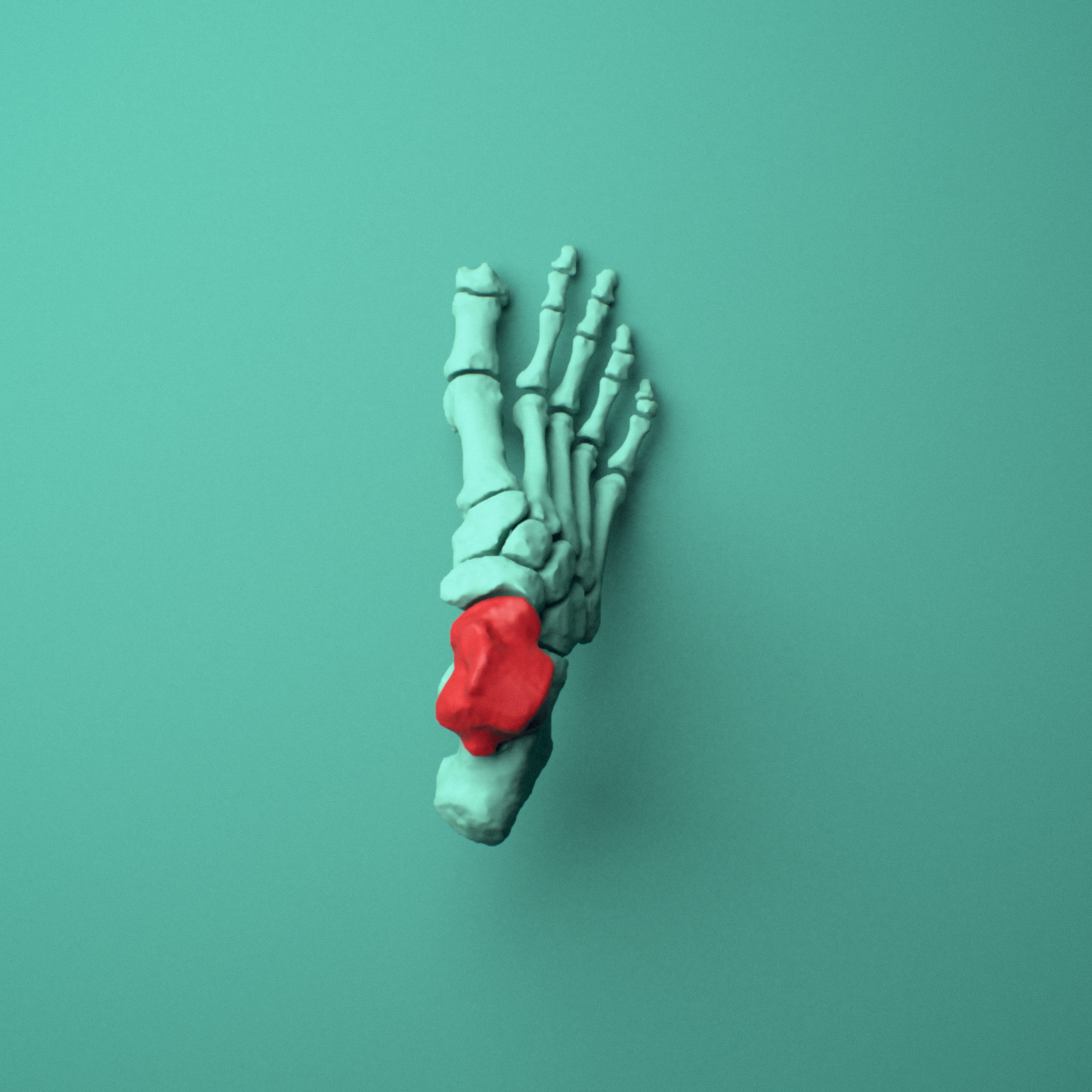 3D model of the Right talus (ankle bone) shown in position within a full foot and ankle model, superior view.
