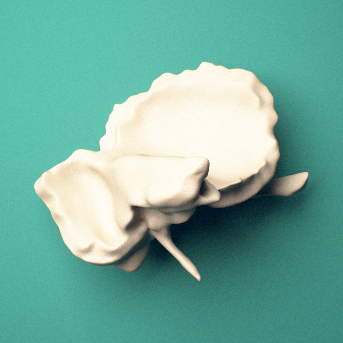 3D-printed Left temporal bone, anterior oblique view showing the external auditory meatus.
