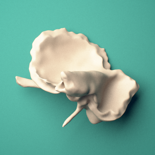 3D-printed Right temporal bone, anterior view showing the zygomatic process.