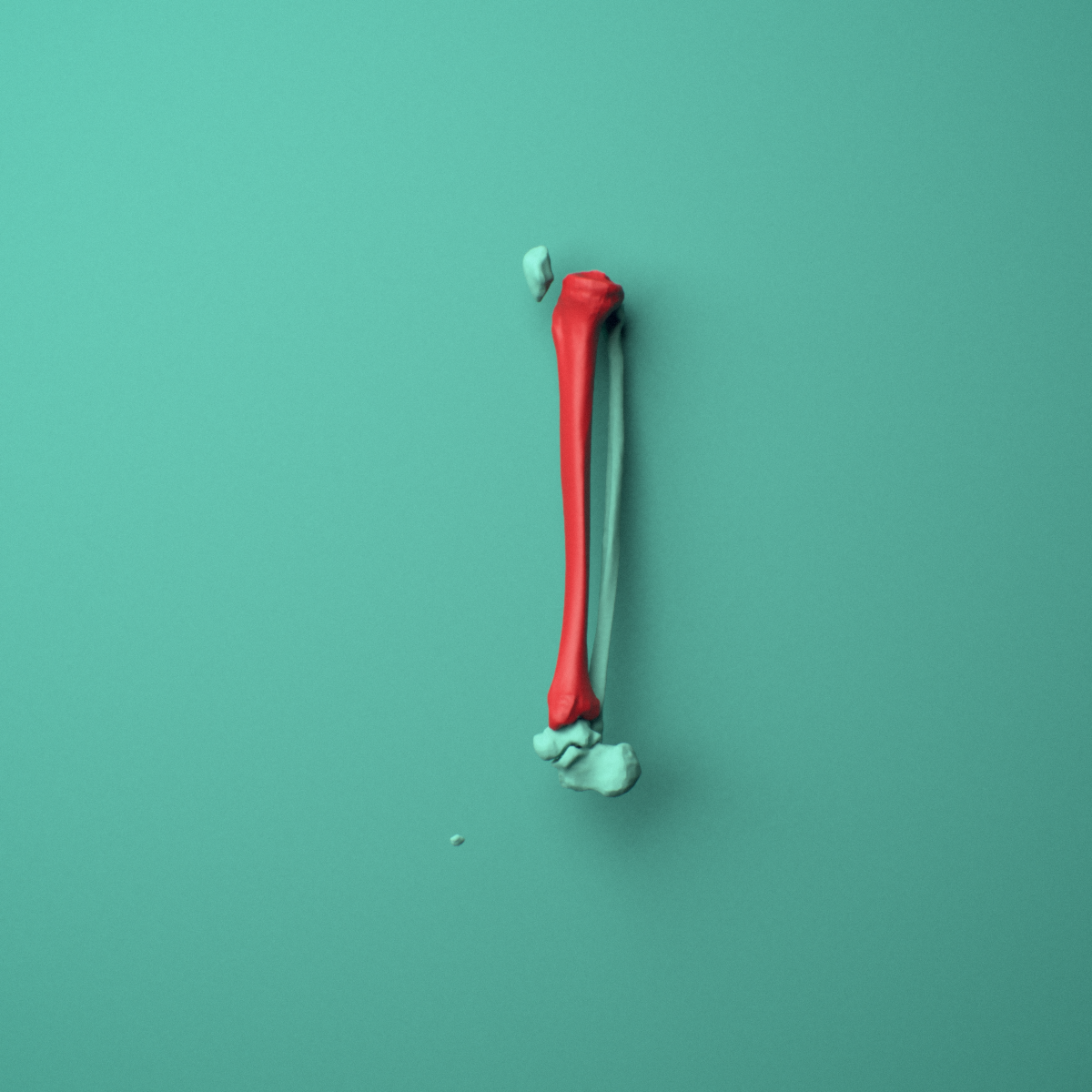 3D model of the Right tibia (shinbone) shown in position within a full knee and lower leg model, left lateral view.
