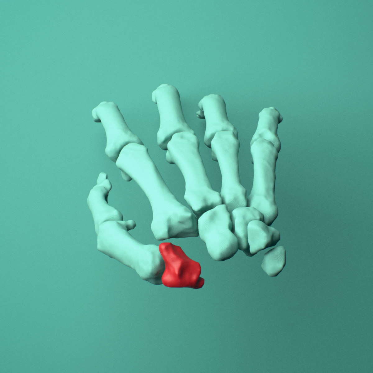 3D model of the Right trapezium bone (wrist) shown in position within a full hand and wrist model, superior view.