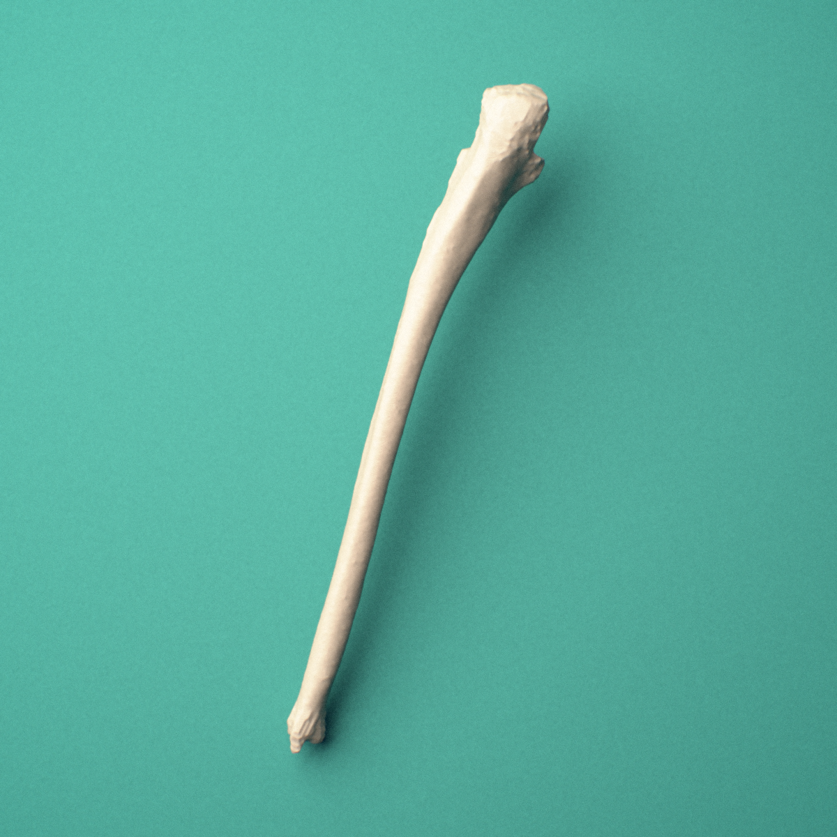 3D-printed Left ulna, medial view showing the shaft and trochlear notch.