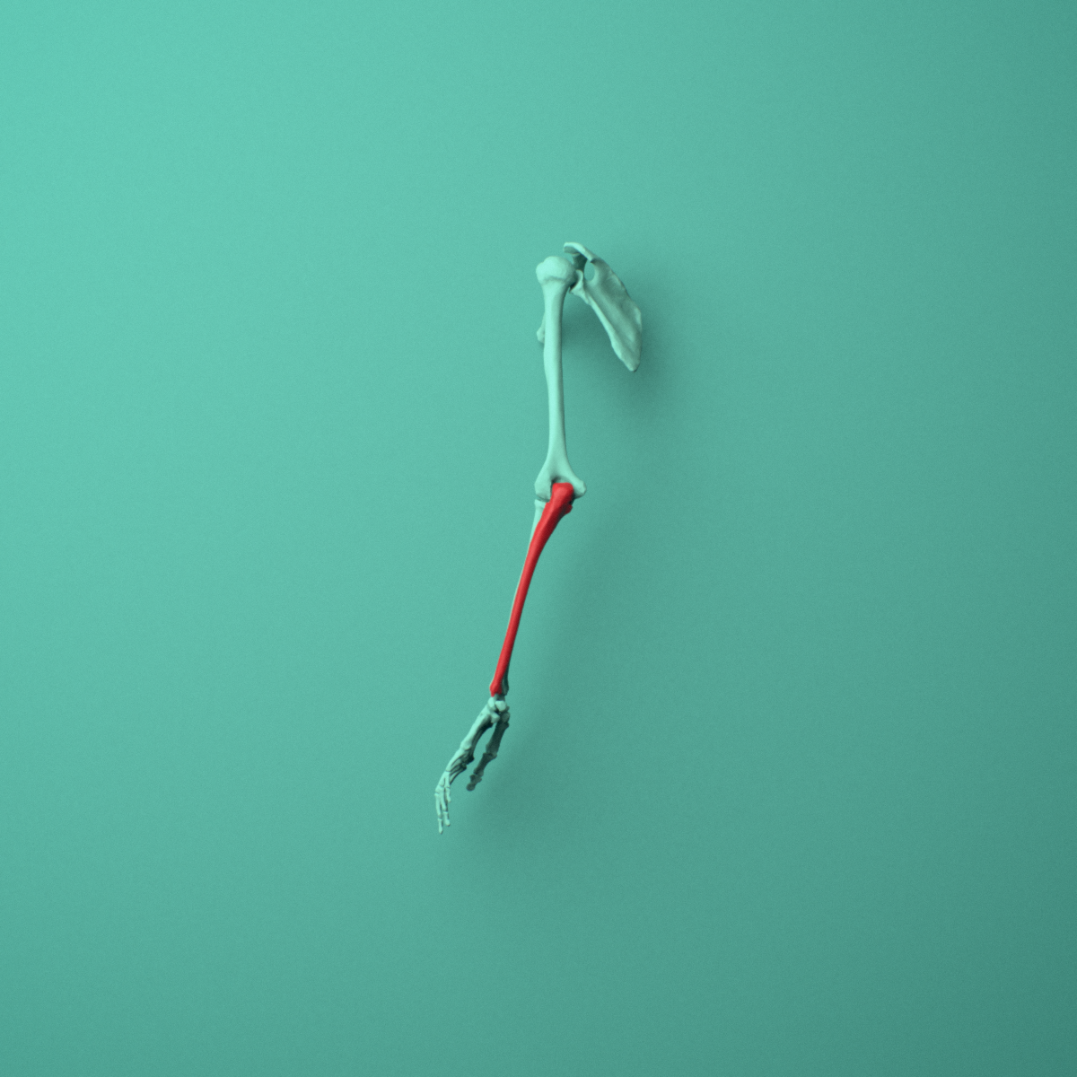 3D model of the Left ulna shown in position within a full forearm model, left lateral view.
