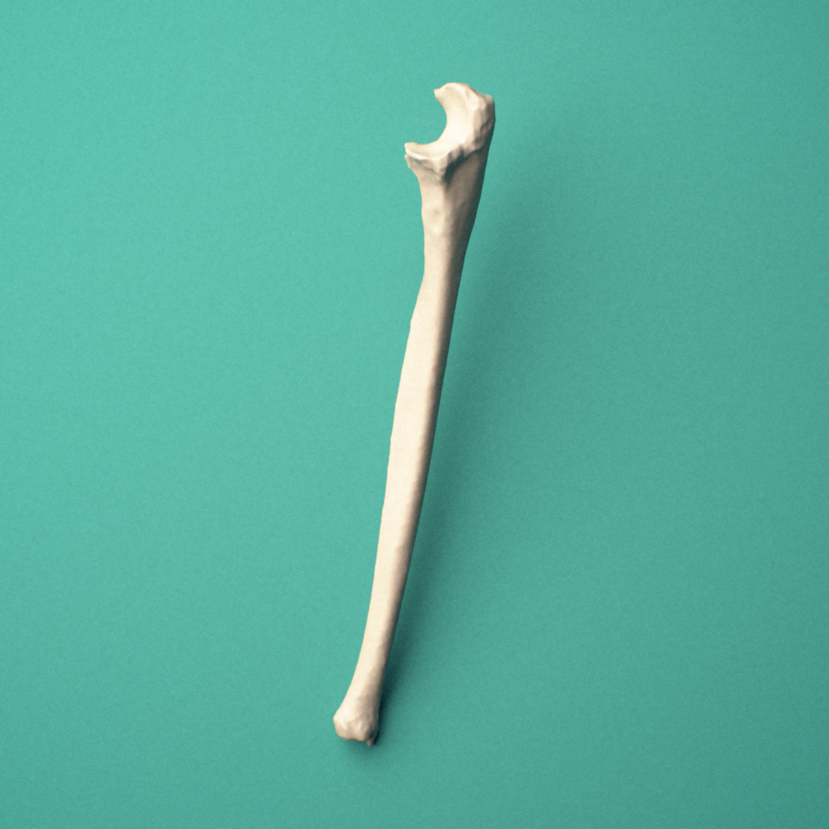3D-printed Right ulna, oblique close-up view showing the head and styloid process from this angle.