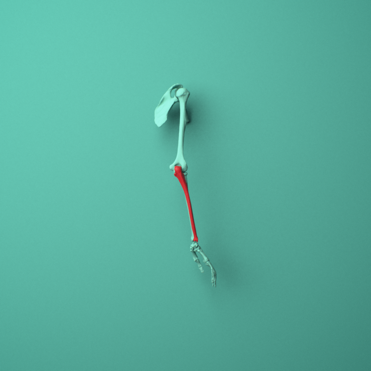 3D model of the Right ulna shown in position within a full forearm model, right lateral view.
