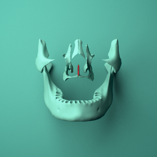3D model of the Vomer bone shown in position within a full skull model, anterior view.