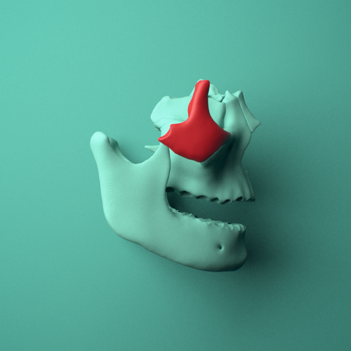 3D model of the Right zygomatic bone (cheekbone) shown in position within a full skull model, right lateral view.